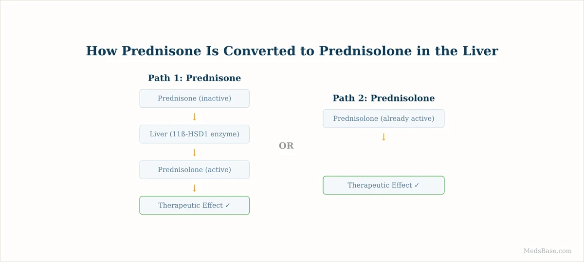 how prednisone is converted to prednisolone in the liver diagram