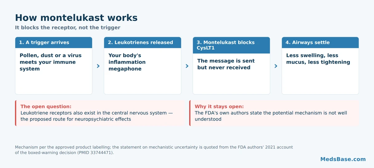 How montelukast blocks leukotriene receptors to reduce airway inflammation
