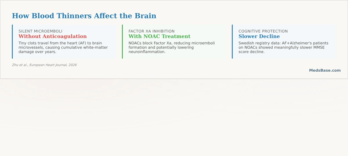 NOAC brain protection mechanism blood thinners cognitive decline