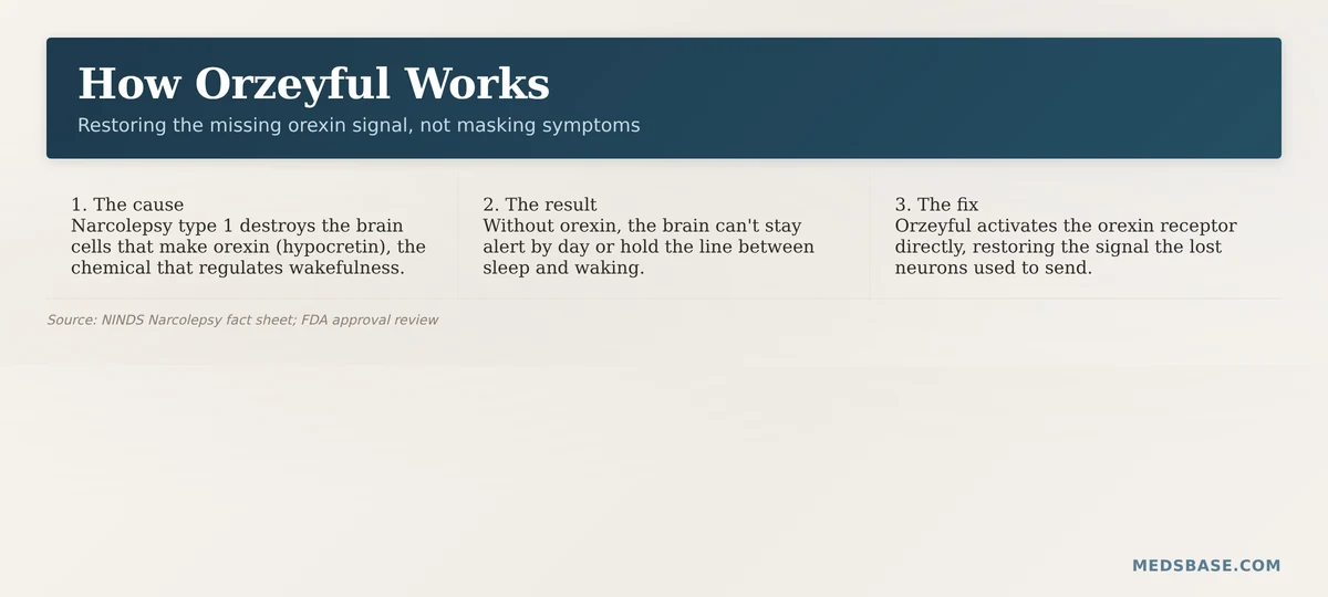 orexin receptor agonist mechanism of action Orzeyful narcolepsy