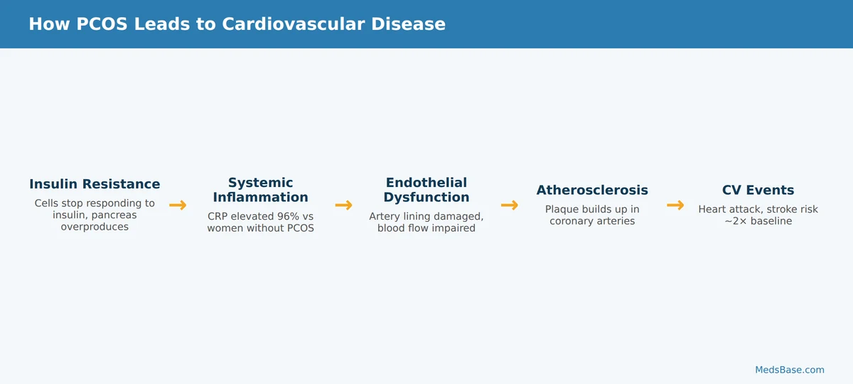 How PCOS leads to heart disease through insulin resistance and atherosclerosis