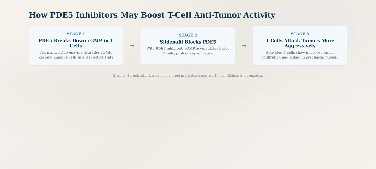 How PDE5 inhibitors may boost T cell anti-tumor activity