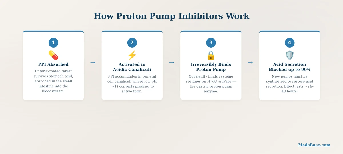 how proton pump inhibitors work mechanism acid production stomach