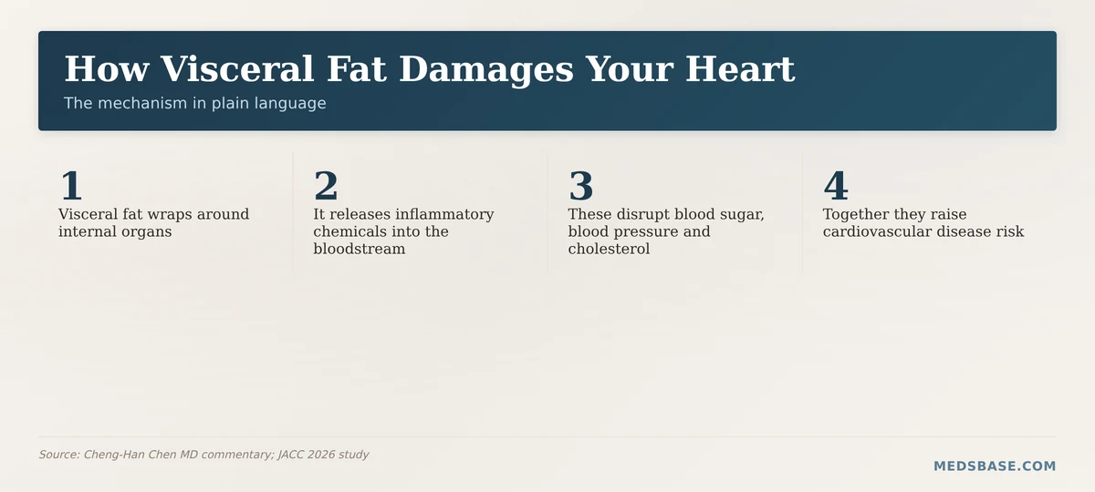 How visceral fat damages the heart mechanism diagram
