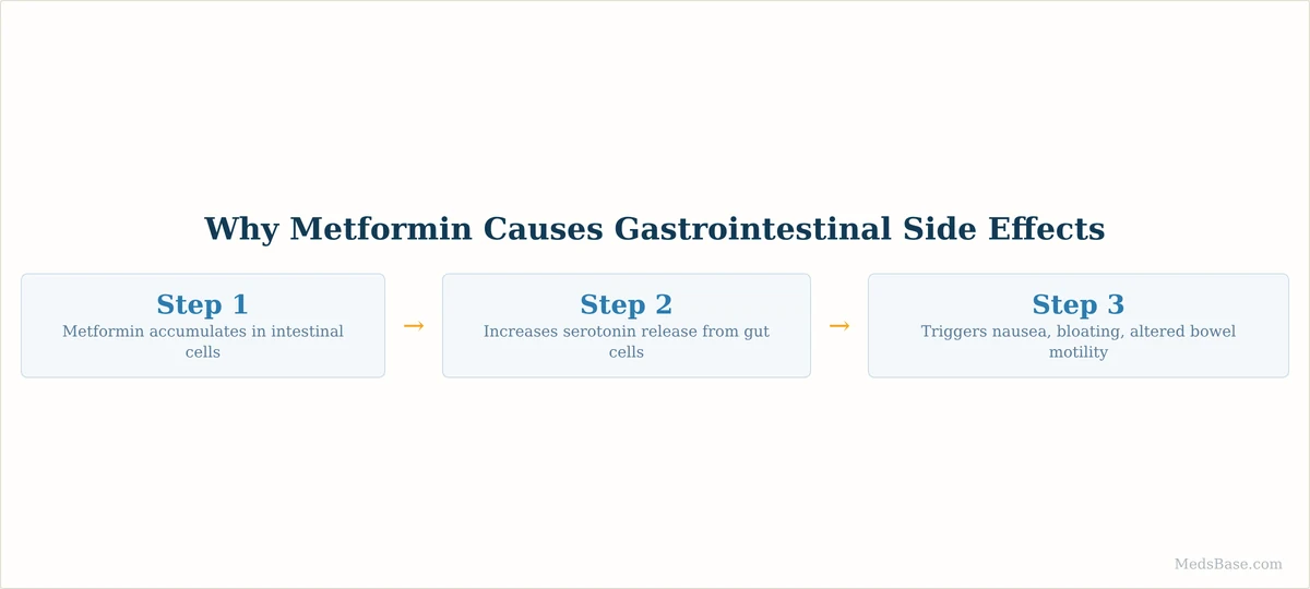 why metformin causes gastrointestinal side effects mechanism