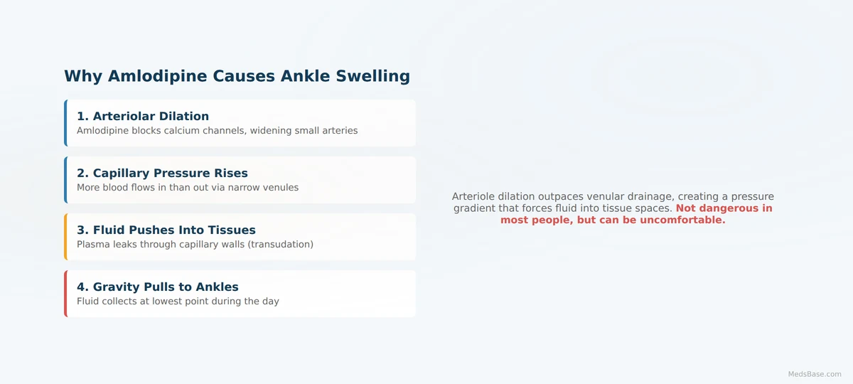 How amlodipine causes ankle swelling — capillary fluid shift mechanism diagram in 4 steps