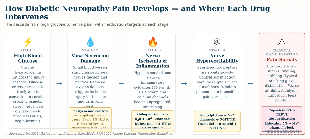 How diabetes damages nerves and where pain medications act