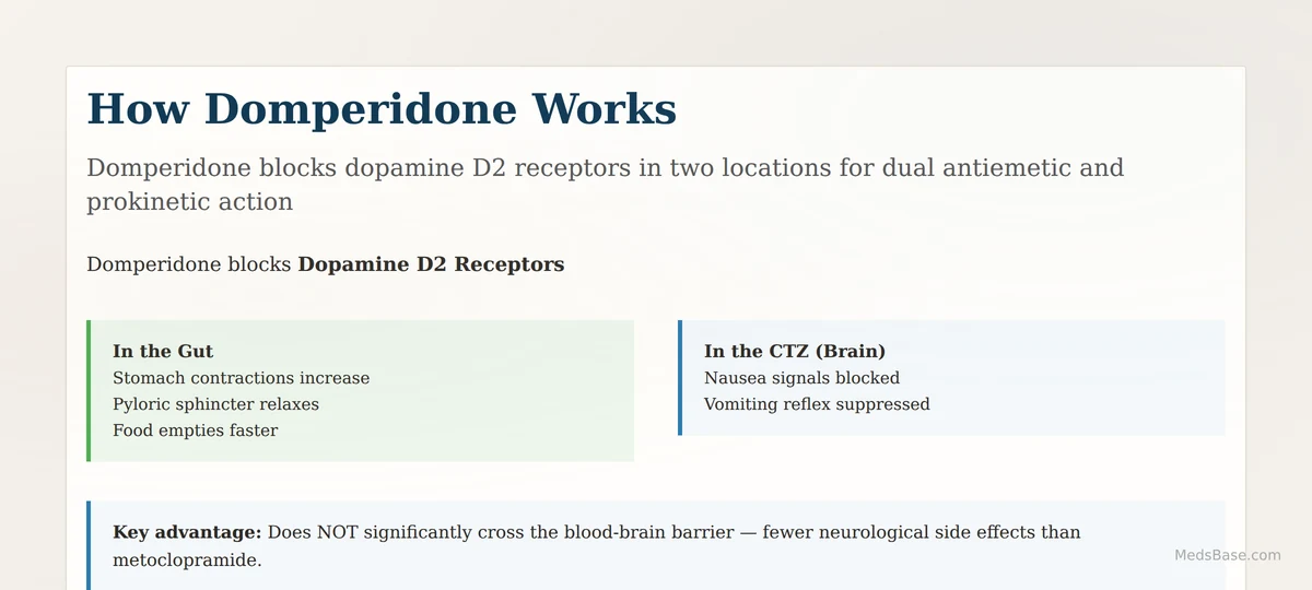 How domperidone works — dopamine D2 receptor blockade in gut and chemoreceptor trigger zone