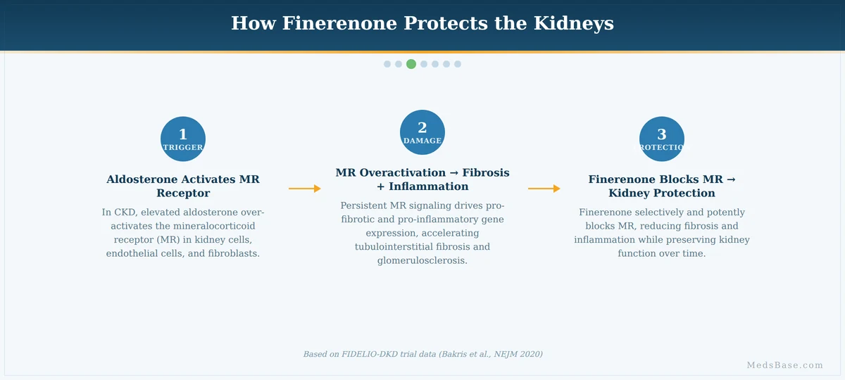 How finerenone protects kidneys — mineralocorticoid receptor antagonist mechanism explained in three steps