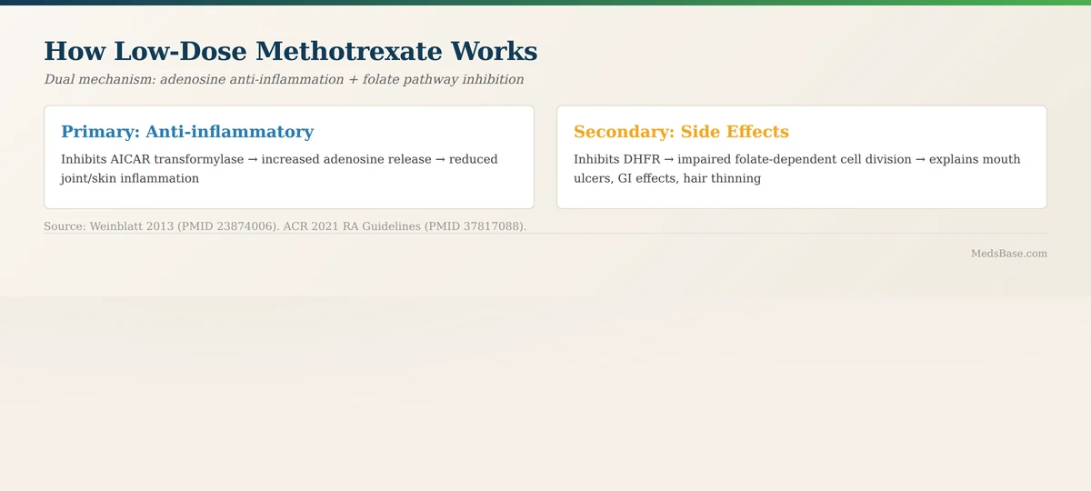 Methotrexate mechanism of action how low-dose methotrexate works in autoimmune conditions