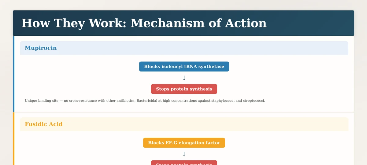 Mechanism of action mupirocin vs fusidic acid bacterial protein synthesis