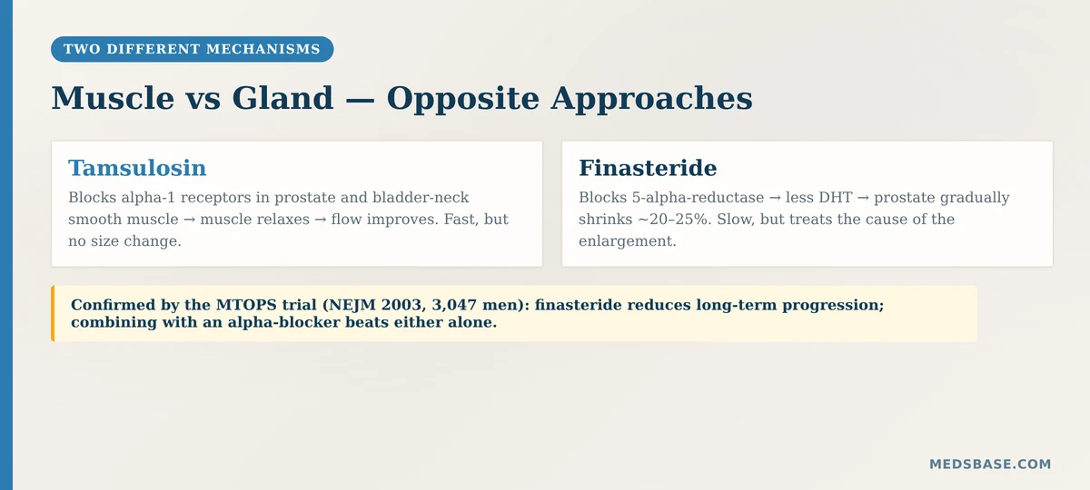How tamsulosin vs finasteride work differently for BPH