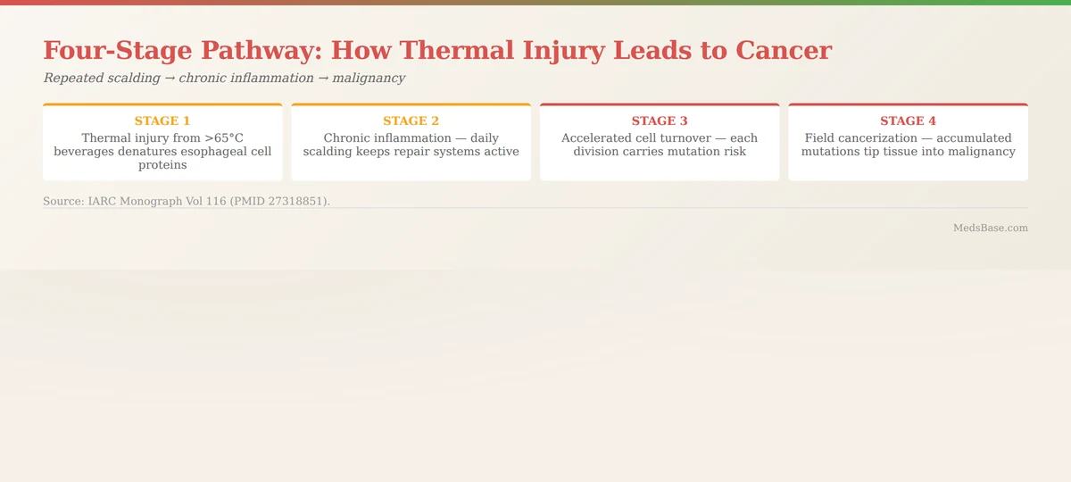 How thermal injury from hot drinks increases esophageal cancer risk four-stage mechanism diagram