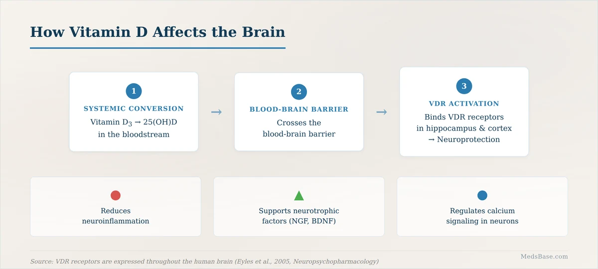 How vitamin D affects the brain — VDR receptor activation pathway in hippocampus and cortex