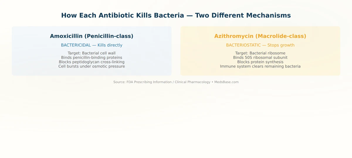 amoxicillin cell wall synthesis vs azithromycin protein synthesis mechanism diagram