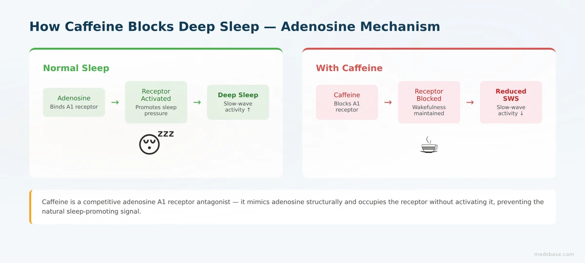 caffeine deep sleep quality adenosine receptor blockade mechanism
