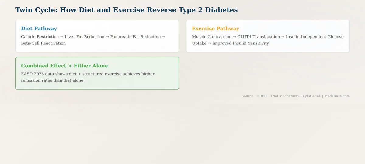 how diet and exercise produce type 2 diabetes remission biological mechanism
