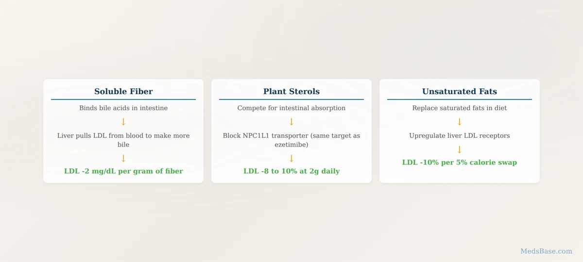 How diet lowers cholesterol soluble fiber plant sterols unsaturated fats mechanism