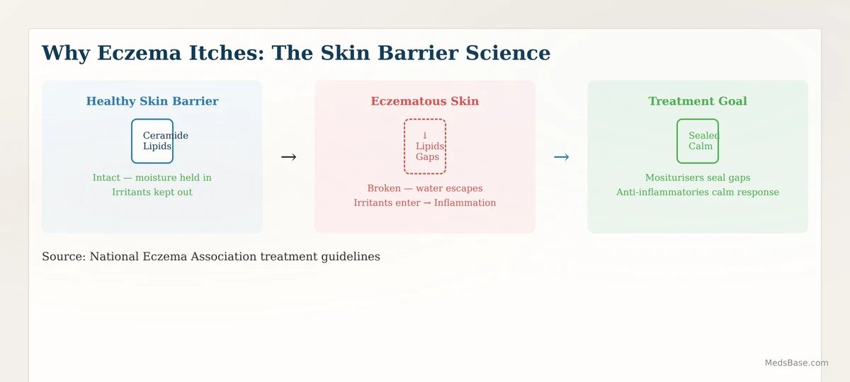 eczema skin barrier dysfunction and how treatments restore it