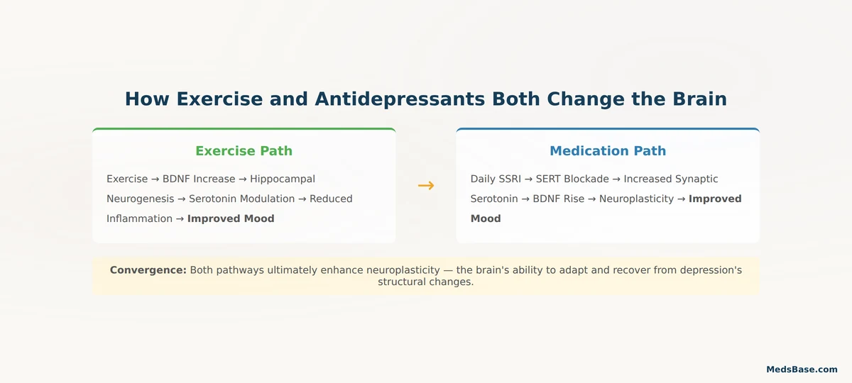 how exercise and antidepressants both improve brain chemistry BDNF serotonin neuroplasticity