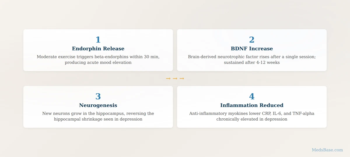 How exercise helps depression endorphins BDNF neuroplasticity mechanism diagram