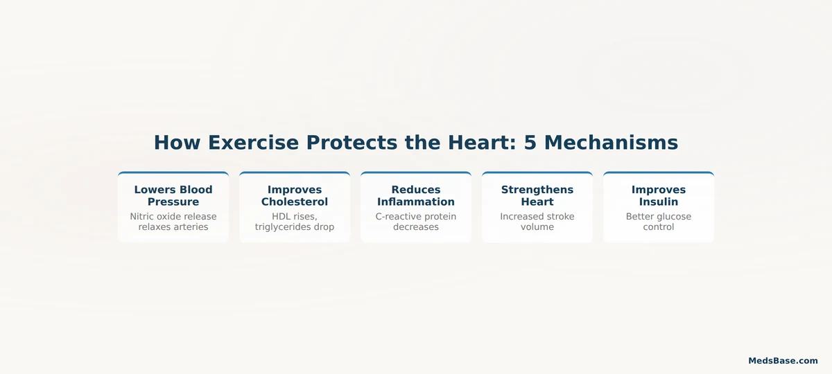 how exercise protects heart lowers blood pressure improves cholesterol reduces inflammation