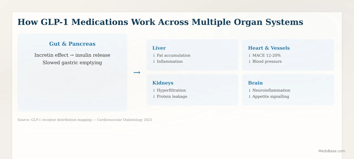 how GLP-1 receptor agonists work across multiple organ systems