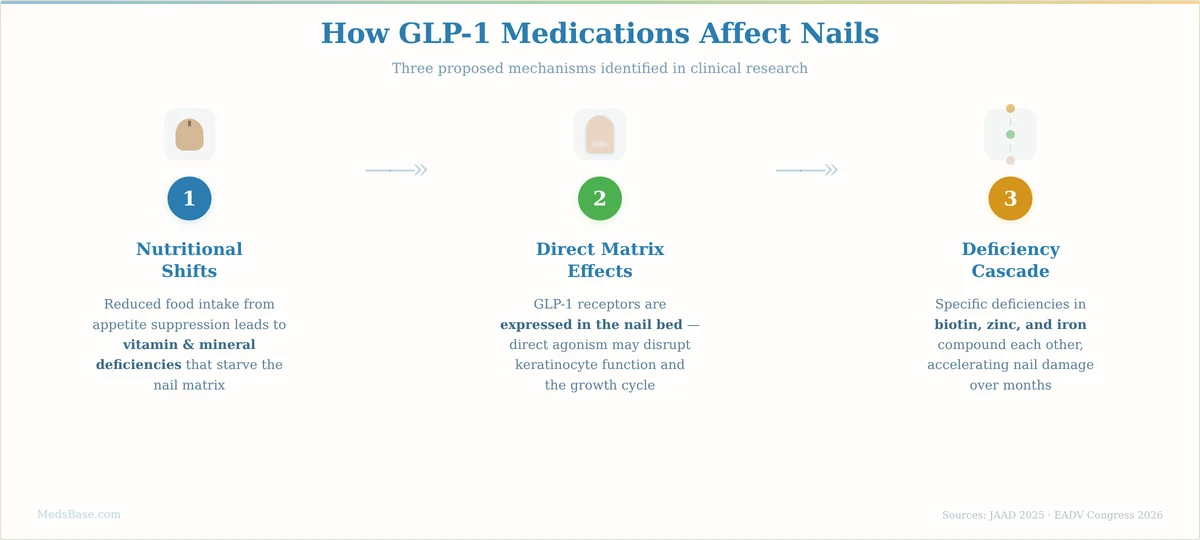 How GLP-1 medications cause nail side effects through nutritional shifts, matrix effects, and deficiency cascades