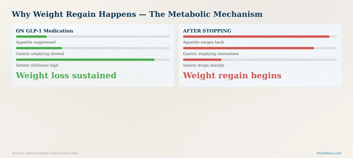Mechanism of weight regain after stopping GLP-1 medications showing appetite rebound and metabolic adaptation
