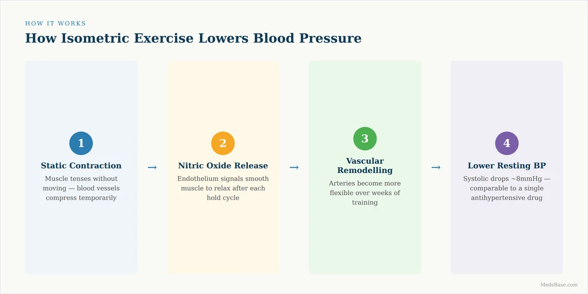 How isometric exercise lowers blood pressure — 4-step mechanism from static contraction to vascular remodelling