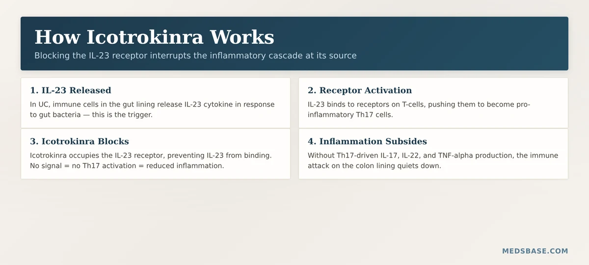 icotrokinra IL-23 receptor antagonist mechanism Th17 pathway ulcerative colitis inflammation