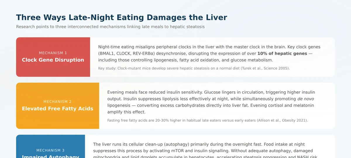 Three mechanisms by which late-night eating damages the liver: disrupted clock genes, elevated free fatty acids, and impaired autophagy