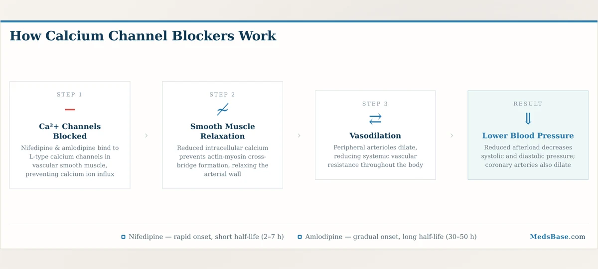 How calcium channel blockers work — mechanism of nifedipine and amlodipine lowering blood pressure