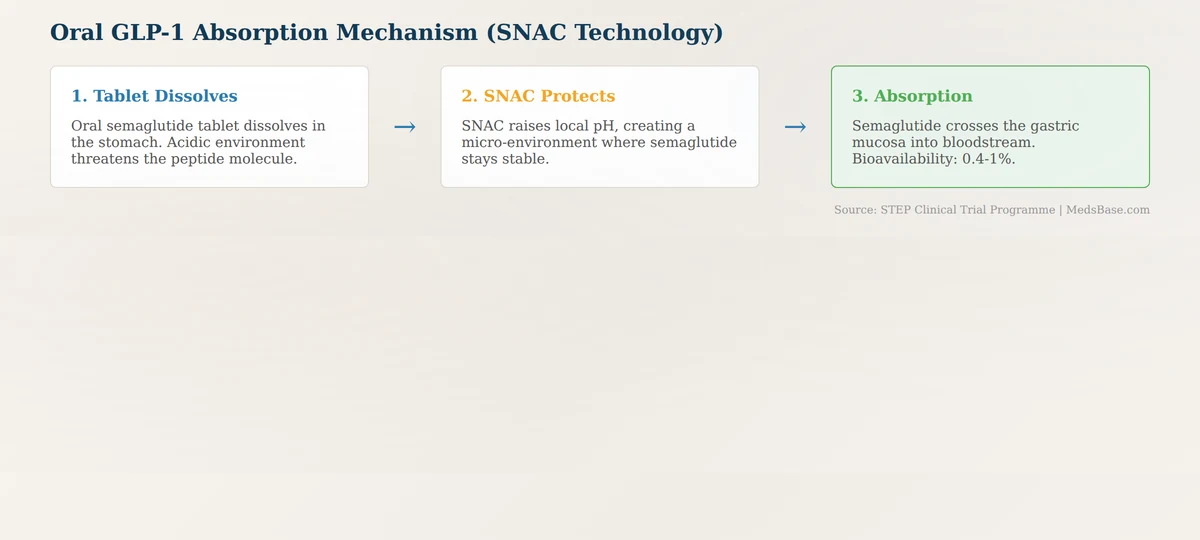 oral semaglutide absorption mechanism with SNAC technology