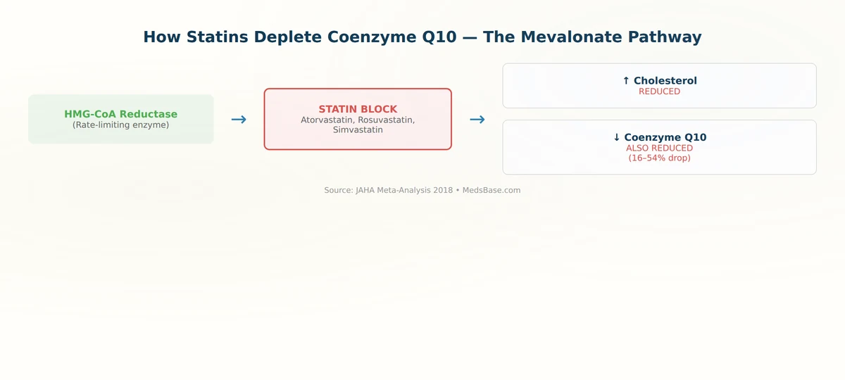 statins CoQ10 depletion mechanism mevalonate pathway diagram
