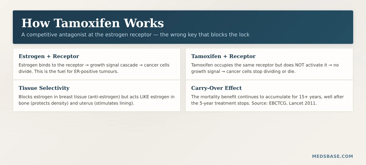 how tamoxifen blocks estrogen receptor breast cancer mechanism of action SERM explained
