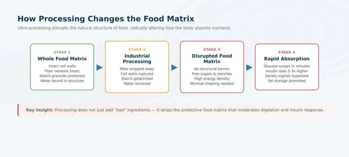 Four-stage flow diagram showing how food processing disrupts the food matrix leading to rapid absorption