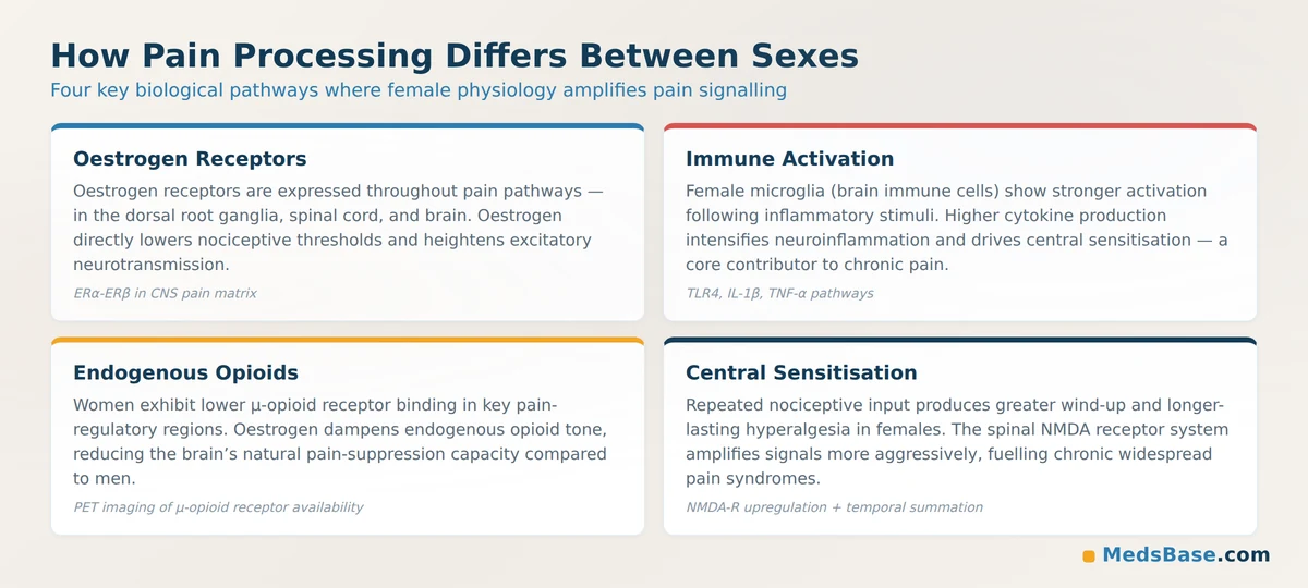 How pain processing differs between sexes — estrogen receptors, immune activation, and opioid systems